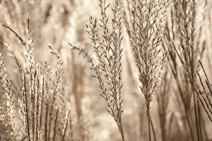 Plume: ChineseSIlverGrass