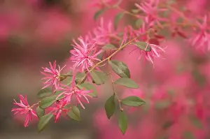 Rubrum: Chinesewitchhazel