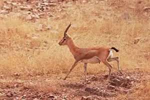 Chinkara: Chinkara / Indian Gazelle