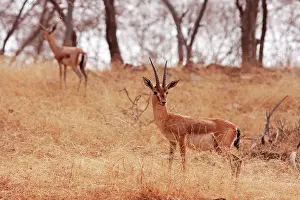 Chinkara: Chinkara / Indian Gazelle