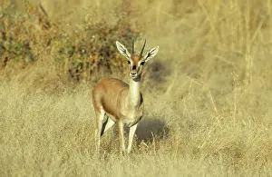 Chinkara: Chinkara / Indian Gazelle