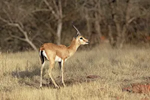 Chinkara: Chinkara / Indian Gazelle