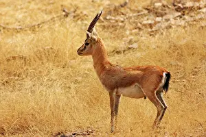 Chinkara: Chinkara / Indian Gazelle in the dry grassland