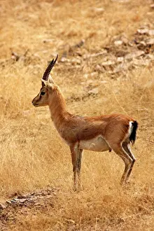 Chinkara: Chinkara / Indian Gazelle in the dry grassland