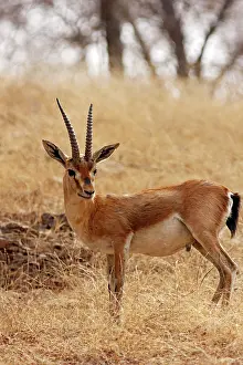 Chinkara: Chinkara / Indian Gazelle in the dry grassland