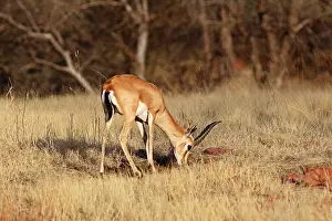 Chinkara: Chinkara / Indian Gazelle - feeding
