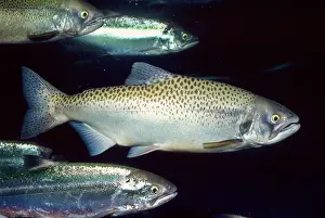 Oncorhynchus: Chinook / King Salmon