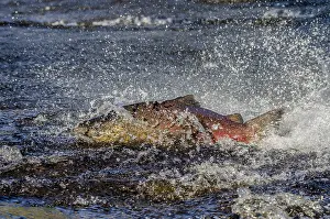 Difficult: Chinook or King Salmon (Oncorhynchus tshawytscha)
