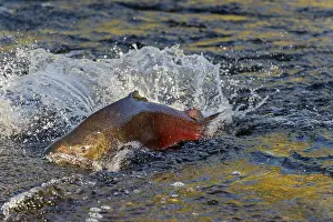 Difficult: Chinook or King Salmon (Oncorhynchus tshawytscha)