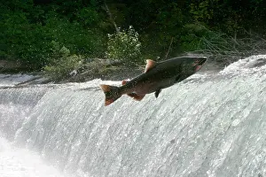 Oncorhynchus: Chinook Salmon - jumping over waterfall