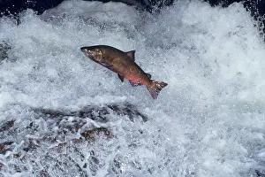 Oncorhynchus: Chinook salmon - leaping falls during migration