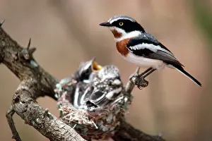 Molitor: Chinspot Batis - at nest with young