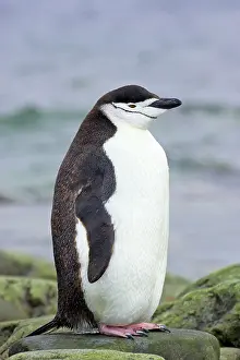Orkneys: Chinstrap Penguin
