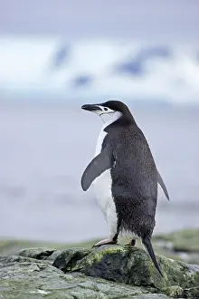 Orkneys: Chinstrap Penguin