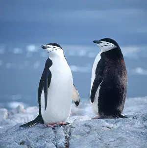 Chinstrap: Chinstrap Penguin