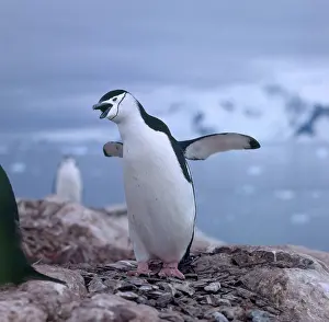 Chinstrap: Chinstrap Penguin