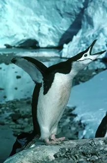 Squawking: Chinstrap Penguin