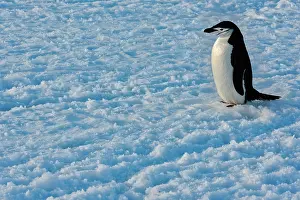Antarcticus: Chinstrap Penguin