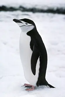 Axel Bunge: CHINSTRAP PENGUIN