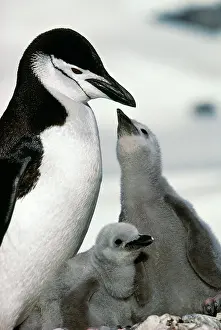 Antartica: CHINSTRAP PENGUIN - adult with two chicks, one begging