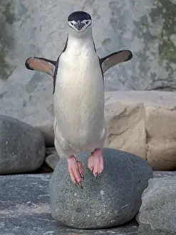 Hemisphere: Chinstrap penguin. Antarctica, Palmer Archipelago