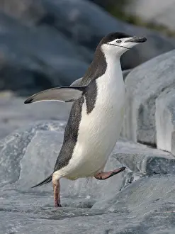 Hemisphere: Chinstrap penguin. Antarctica, Palmer Archipelago
