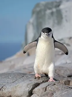 Hemisphere: Chinstrap penguin. Antarctica, Palmer Archipelago