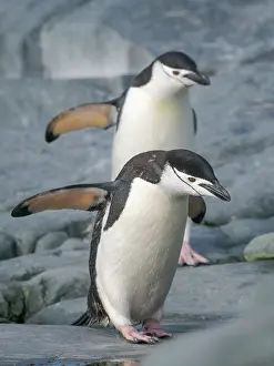 Hemisphere: Chinstrap penguin. Antarctica, Palmer Archipelago
