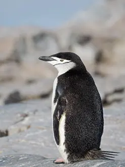 Hemisphere: Chinstrap penguin. Antarctica, Palmer Archipelago