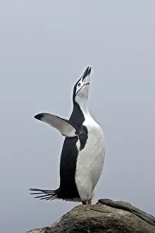 Barrientos: Chinstrap Penguin - Barrientos island - Antarctica
