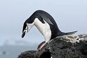 Barrientos: Chinstrap Penguin - Barrientos island - Antarctica