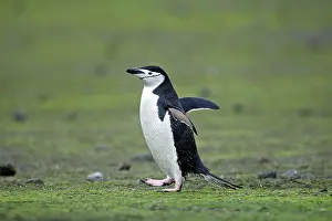 Antarcticus: Chinstrap Penguin - Barrientos island - Antarctica