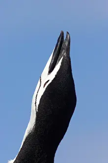Braying: Chinstrap Penguin - braying