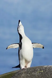 Braying: Chinstrap Penguin - braying