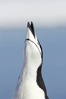 Braying: Chinstrap Penguin - braying