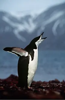 Chinstrap: CHINSTRAP PENGUIN - calling
