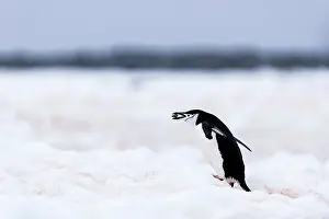 Renato Granieri: Chinstrap Penguin carrying a stone in its mouth