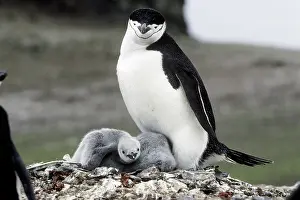 Antarcticus: Chinstrap Penguin and chicks