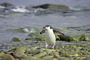 Orkneys: Chinstrap Penguin - Coming ashore