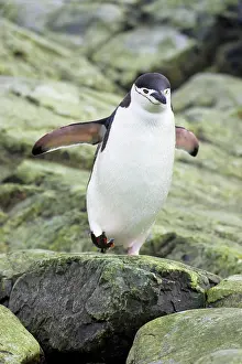 Orkneys: Chinstrap Penguin - Crossing rocky shore