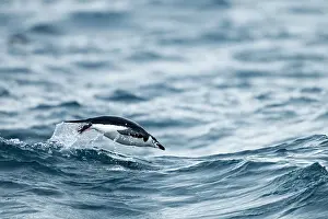 Deception: Chinstrap Penguin, Deception Island, Antarctica
