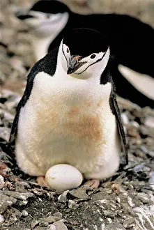 Chinstrap: Chinstrap Penguin with egg