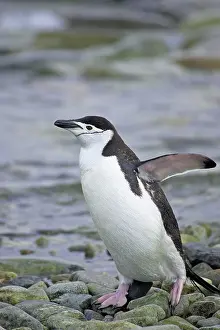 Orkneys: Chinstrap Penguin - Emerging from sea