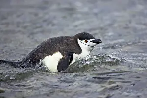 Orkneys: Chinstrap Penguin - Emerging from sea