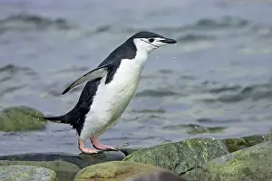 Orkneys: Chinstrap Penguin - Emerging from sea