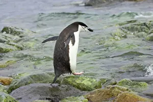 Orkneys: Chinstrap Penguin - Entering sea