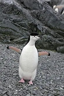 Gourdin: Chinstrap Penguin - Gourdin island - Antarctica
