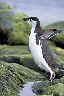 Orkneys: Chinstrap Penguin - Jumping from rock to rock