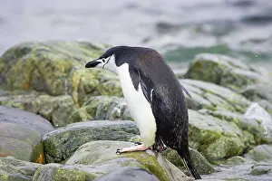 Orkneys: Chinstrap Penguin - Just emerged from sea