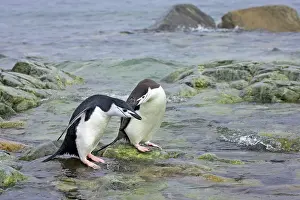 Orkneys: Chinstrap Penguin - Pair by sea